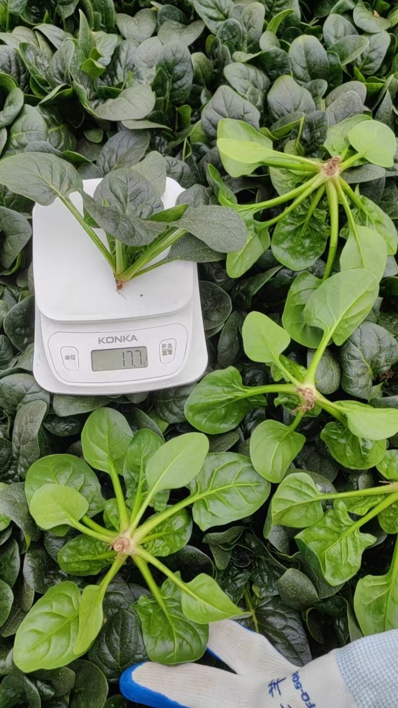 精品趴地菠菜质量保证量大从优质量保证欢迎咨询