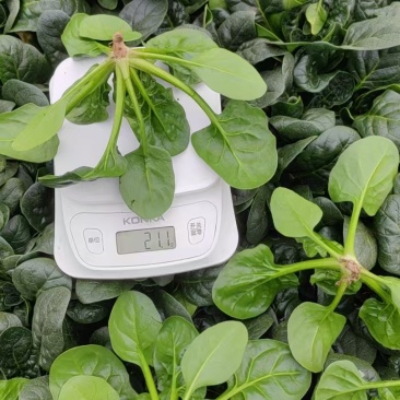 精品趴地菠菜质量保证量大从优质量保证欢迎咨询