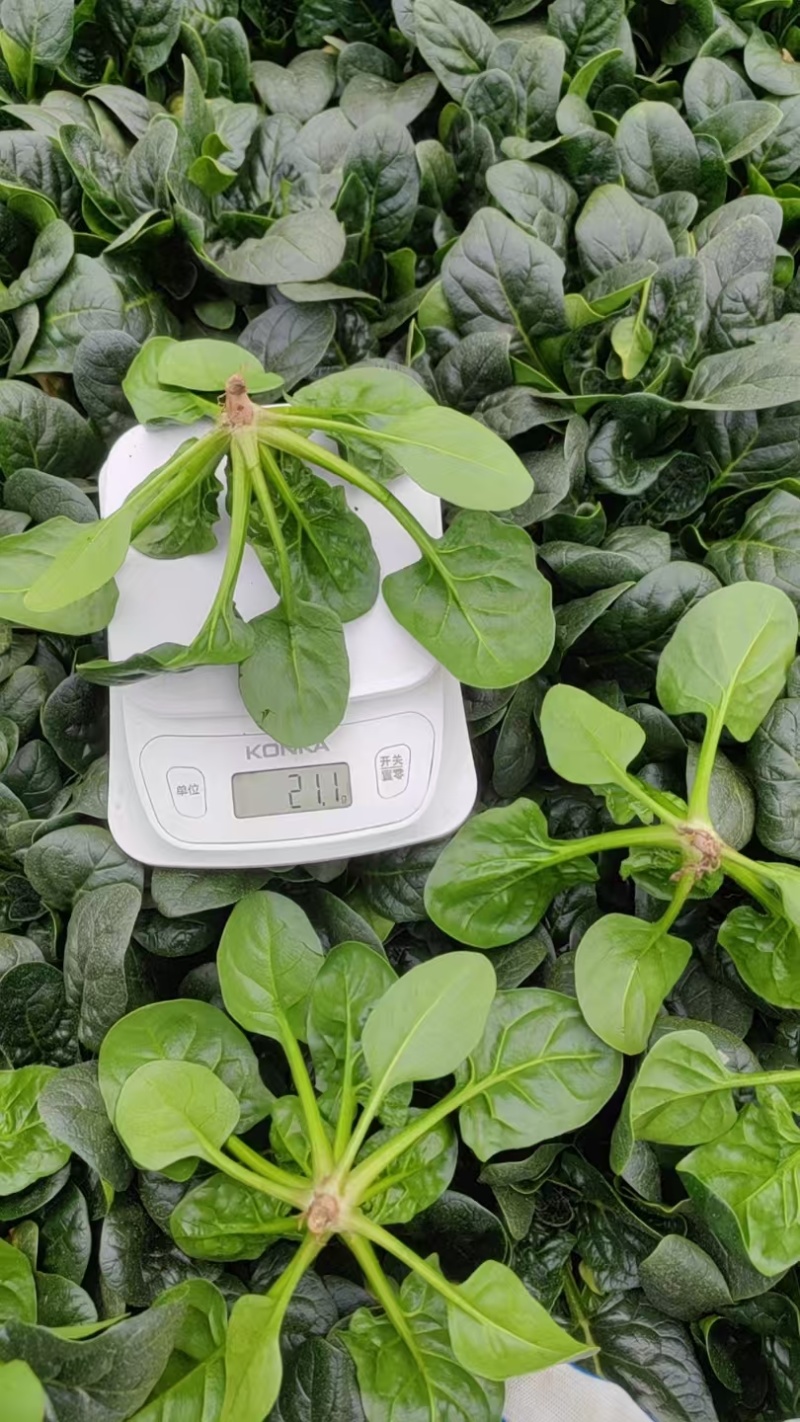 精品趴地菠菜质量保证量大从优质量保证欢迎咨询