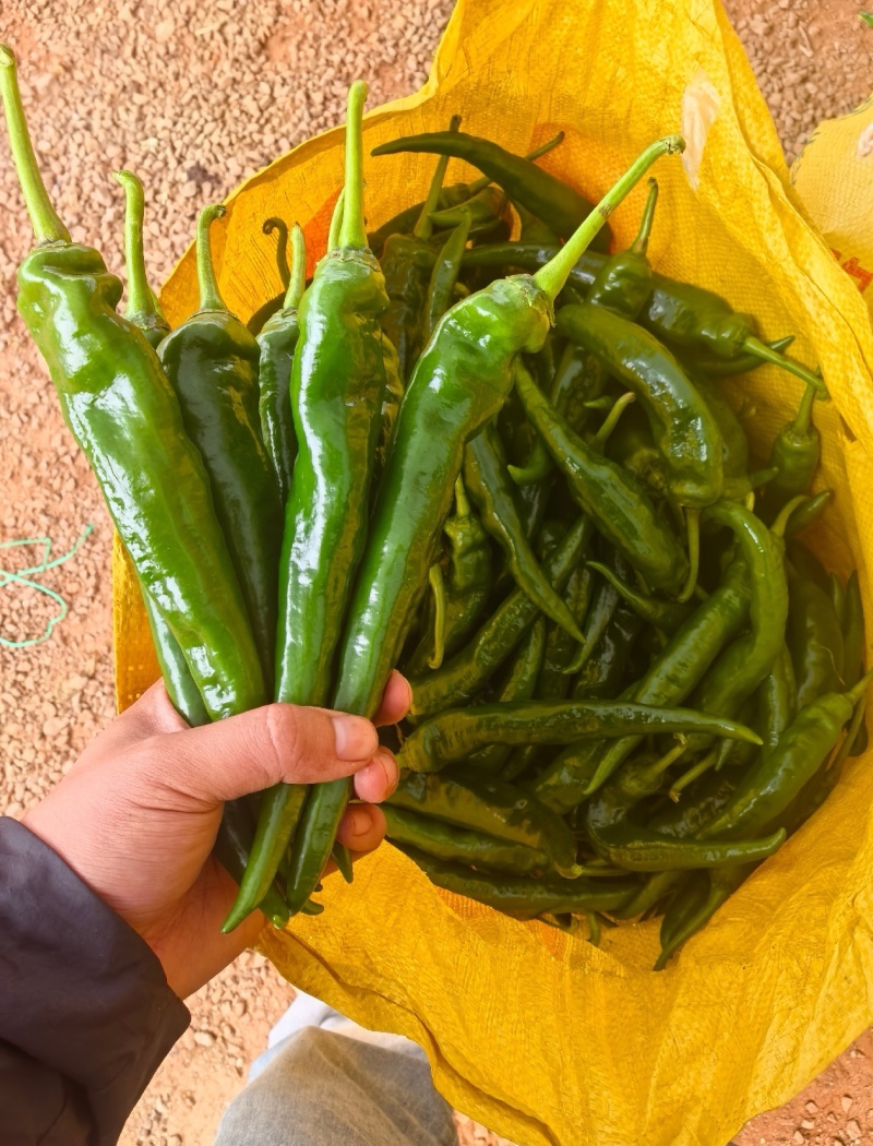 早尖辣椒早尖大量有货基地对接现摘现发