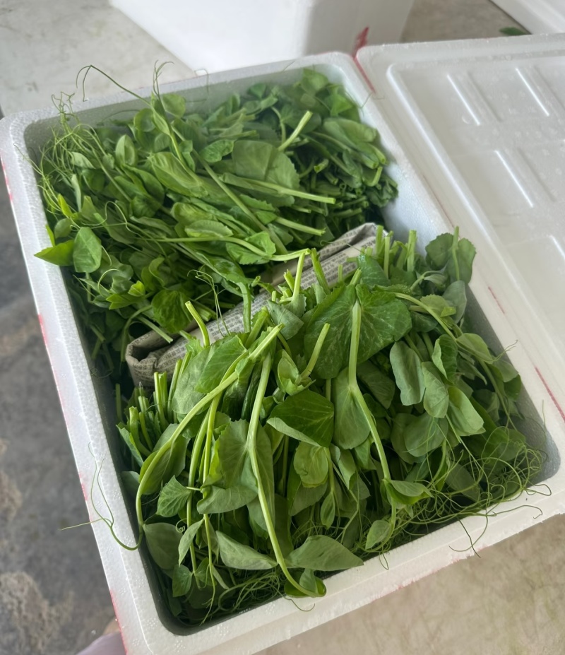 新鲜豌豆尖