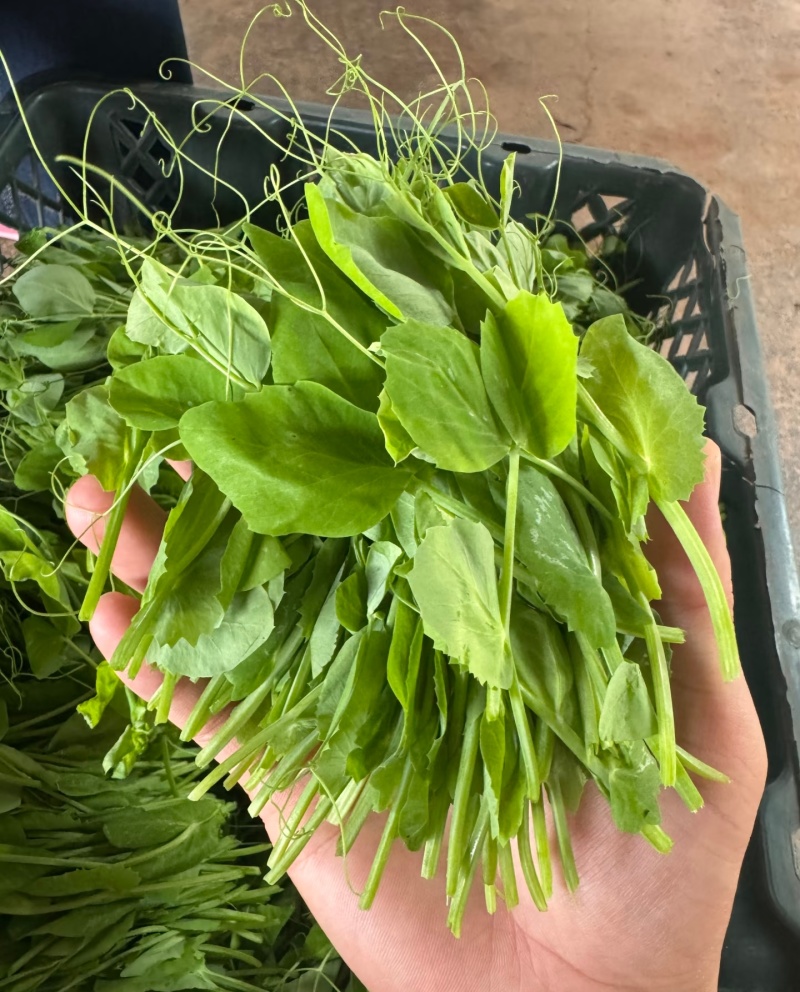 新鲜豌豆尖