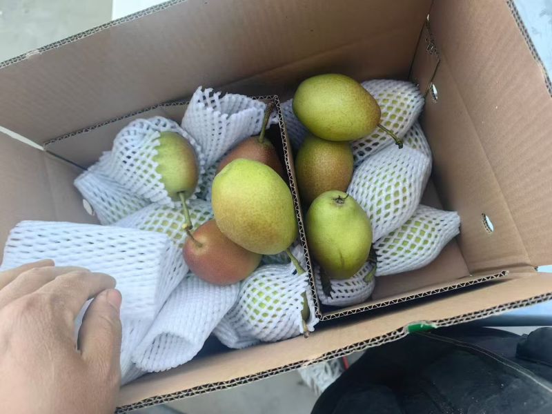 红香酥梨.新梨七号，皇冠梨，接团购，产地直发