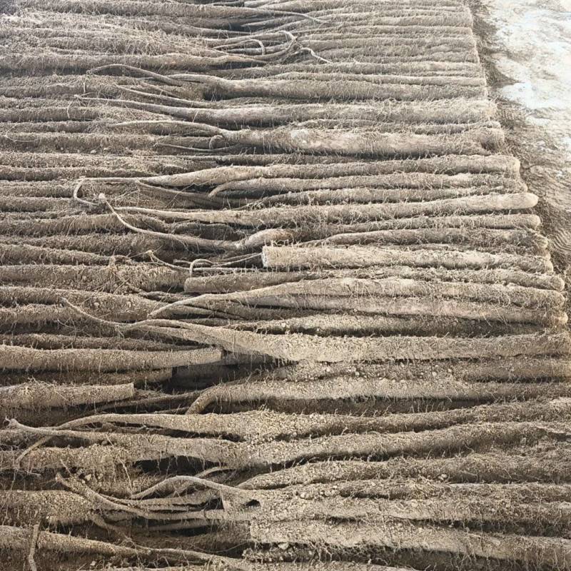 山东聊城莘县张寨白玉山药大量上市，欢迎各大平台市场商超前
