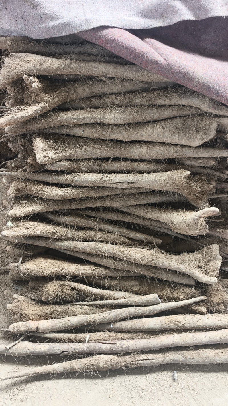 山东聊城莘县张寨白玉山药大量上市，欢迎各大平台市场商超前