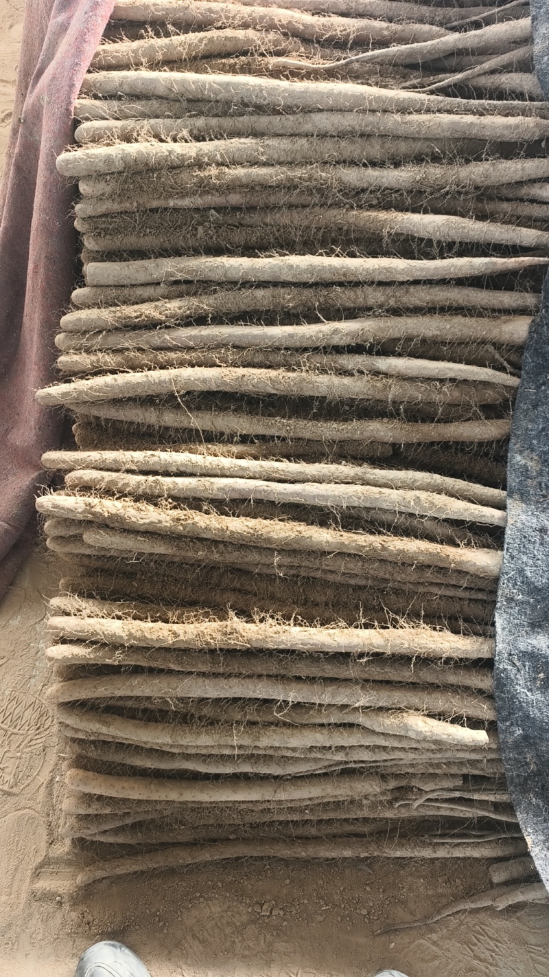 山东聊城莘县张寨白玉山药大量上市，欢迎各大平台市场商超前