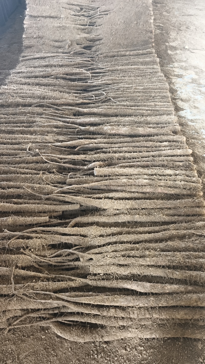 山东聊城莘县张寨白玉山药大量上市，欢迎各大平台市场商超前