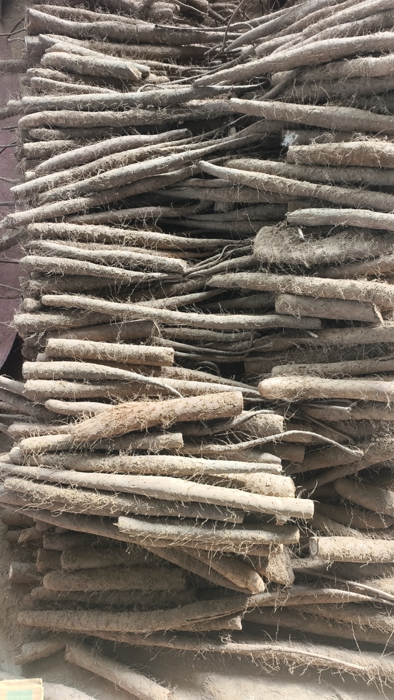 山东聊城莘县张寨白玉山药大量上市，欢迎各大平台市场商超前