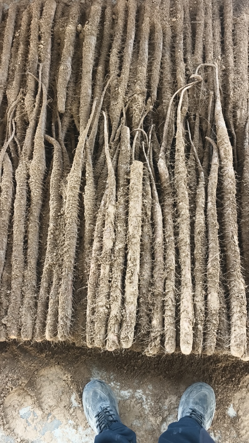 山东聊城莘县张寨白玉山药大量上市，欢迎各大平台市场商超前