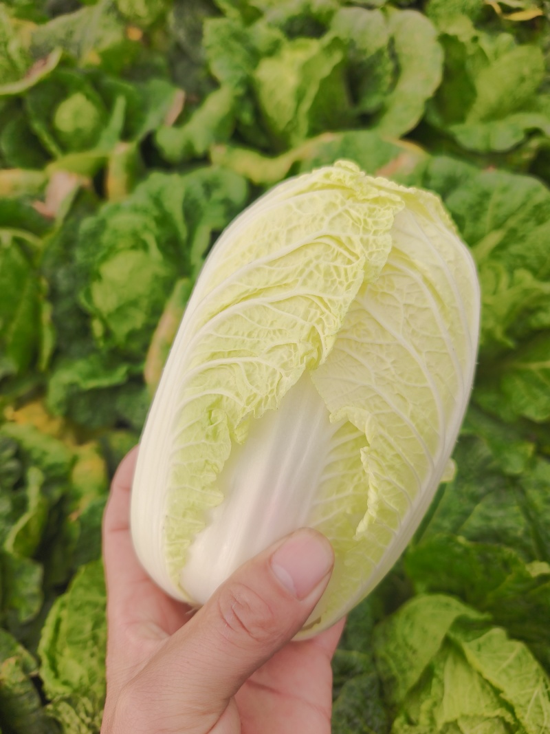 娃娃菜对接各大商超、电商档口