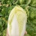娃娃菜对接各大商超、电商档口