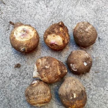 云南牛奶芋头现货现发货源充足，可视频看货