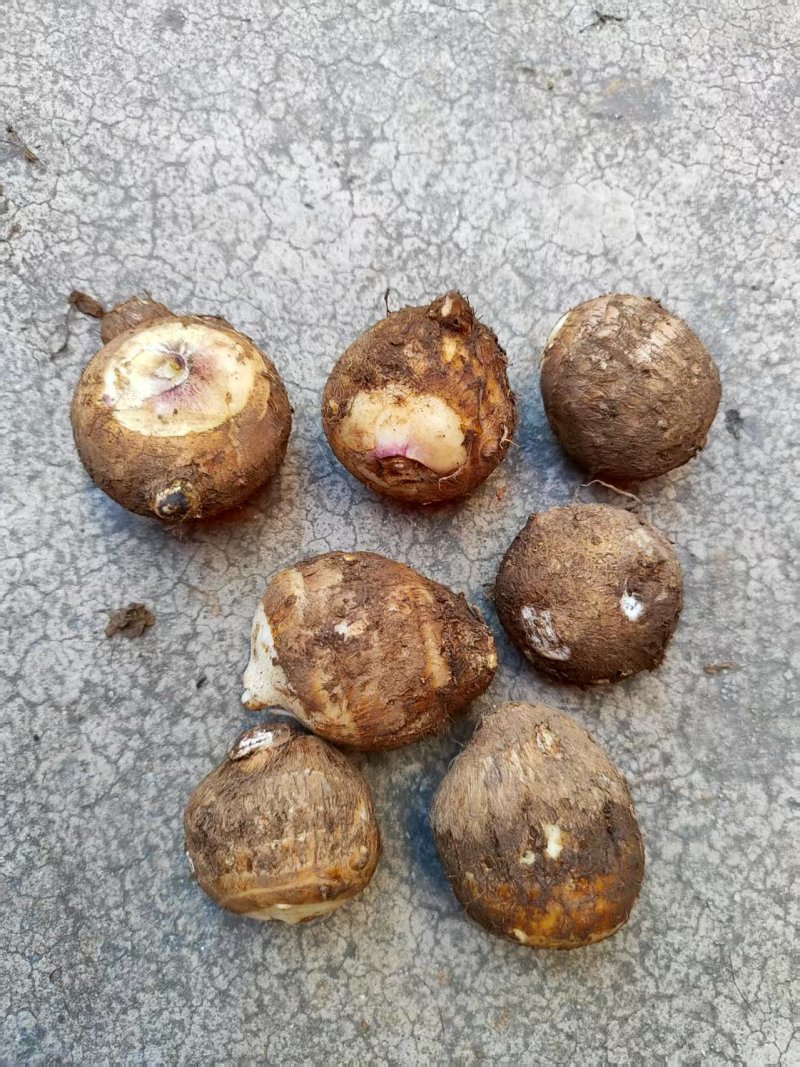 云南牛奶芋头现货现发货源充足，可视频看货