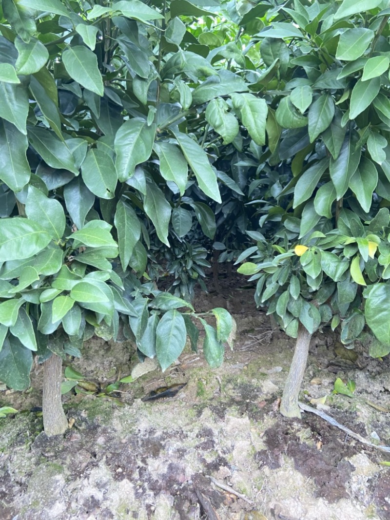 爱媛28（红美人柑橘苗）苗圃直供苗木粗壮根系发达有检疫证