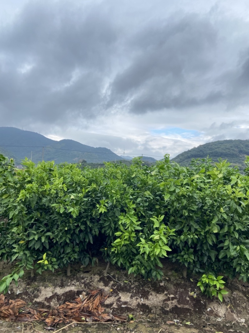 爱媛28（红美人柑橘苗）苗圃直供苗木粗壮根系发达有检疫证