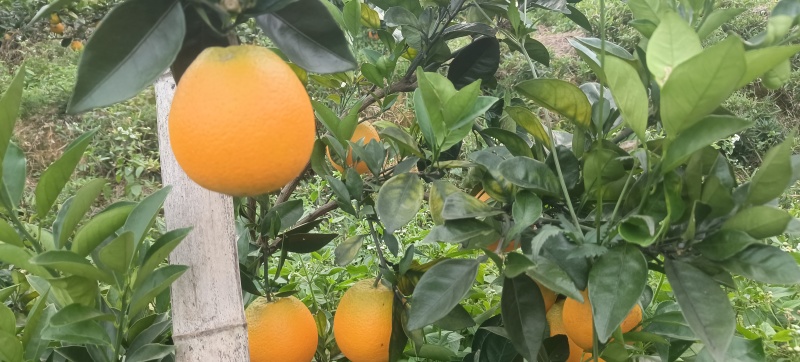 脐橙
