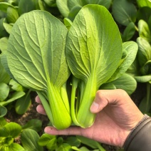 精品上海青小油菜产地常年供应代发代办质量保证