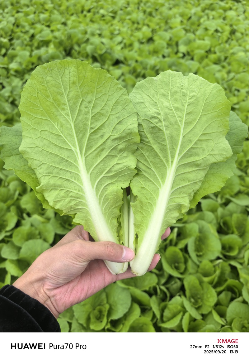 快菜《安徽快菜》基地直供/打冷包装一条龙服务常年有货