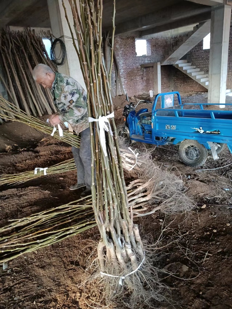 核桃树苗占地核桃树