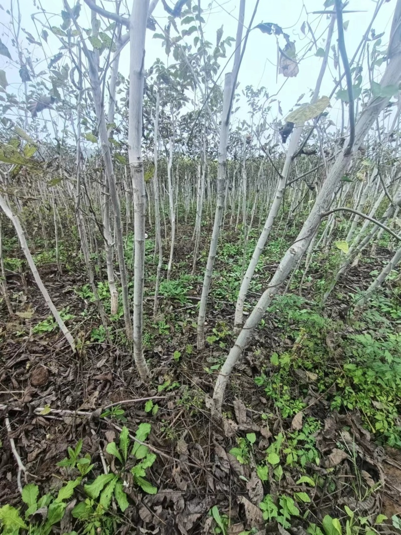 核桃树苗占地核桃树