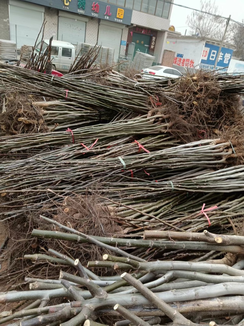 核桃树苗占地核桃树