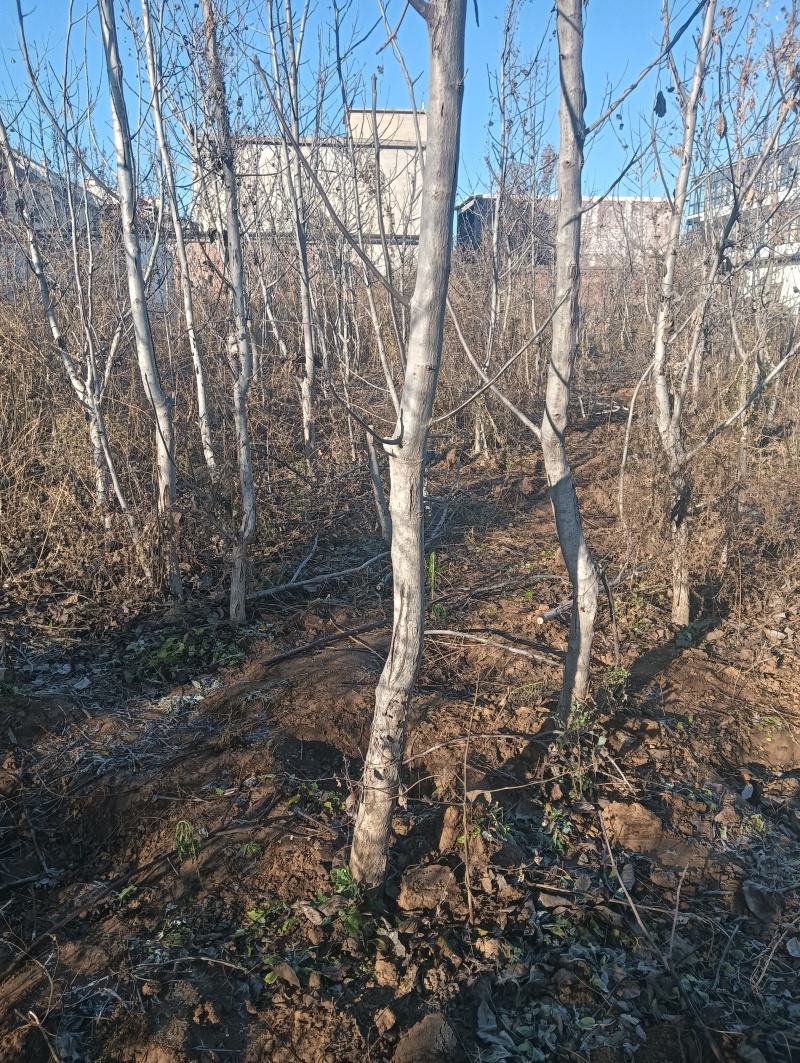 核桃树苗占地核桃树