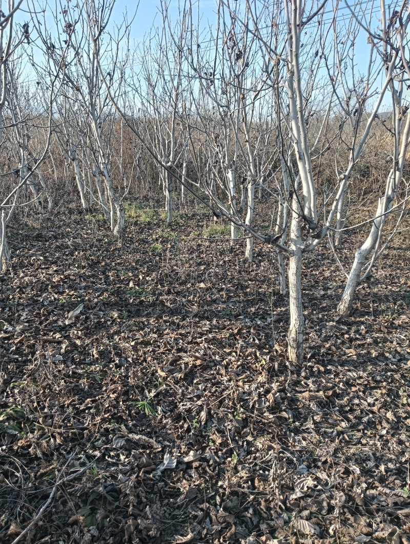 核桃树苗占地核桃树