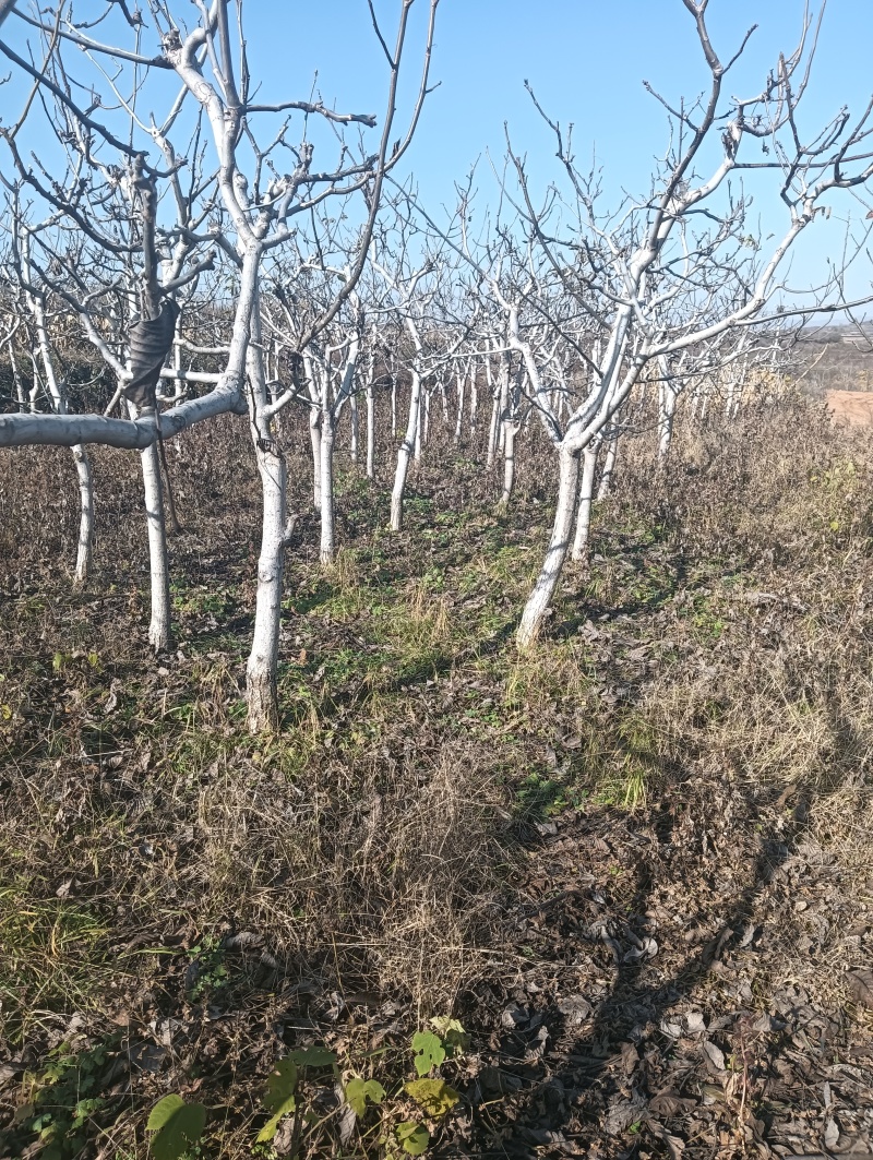 核桃树苗占地核桃树