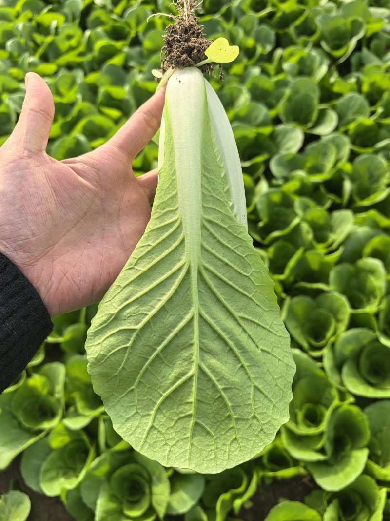 《精品快菜》毛白菜，常年有货一条龙服务量大价格便宜