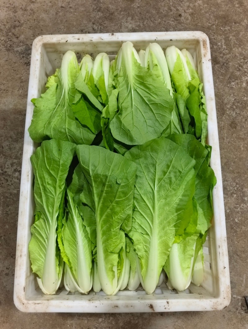 《精品快菜》毛白菜，常年有货一条龙服务量大价格便宜