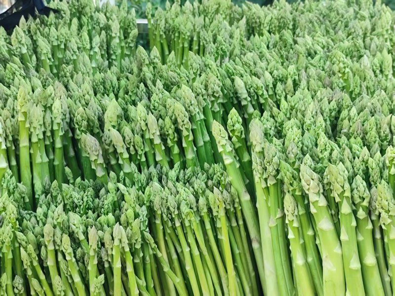 《热卖》福建云霄芦笋大量效果大笋特大笋等规格齐全