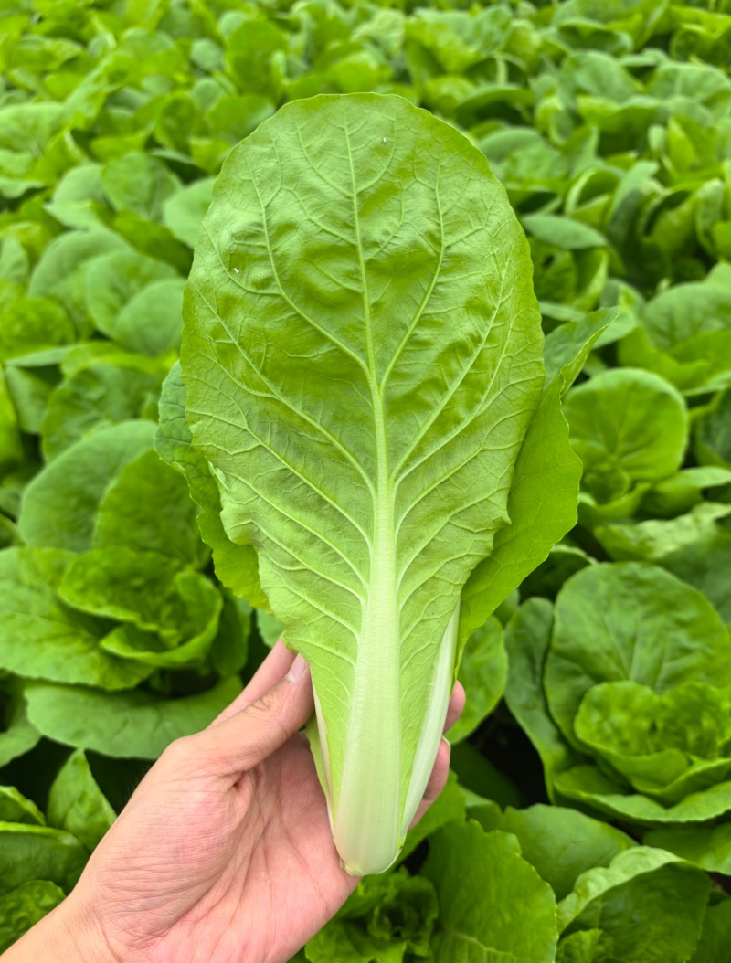《精品快菜》毛白菜，常年有货一条龙服务量大价格便宜