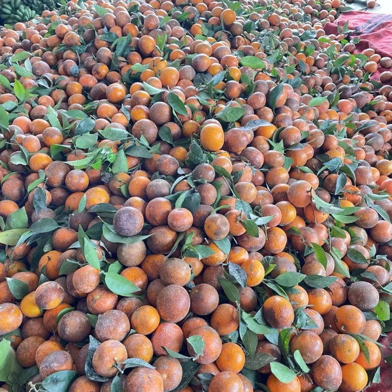 广西乌柑大量供应，出口越南，饮料果，新鲜摘采