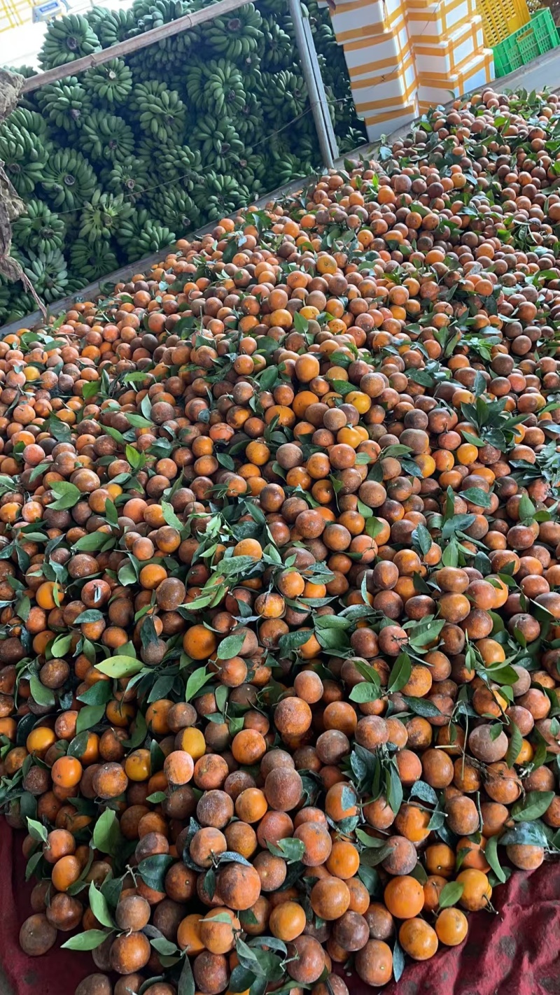 广西乌柑大量供应，出口越南，饮料果，新鲜摘采