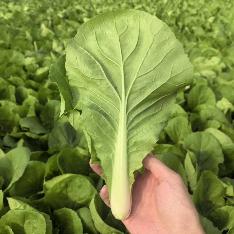 《精品快菜》毛白菜，常年有货一条龙服务量大价格便宜