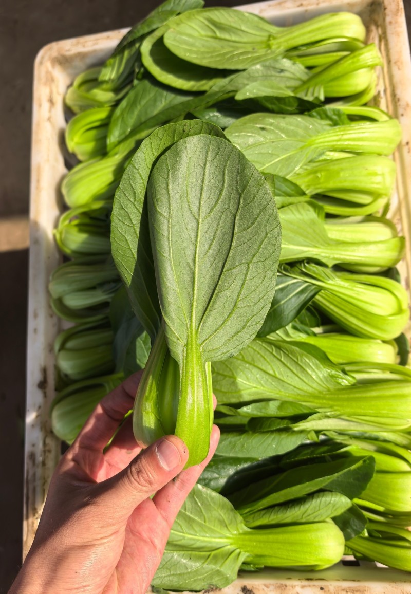 精品油菜，上海青，产地直发，大量上市中，价格优惠