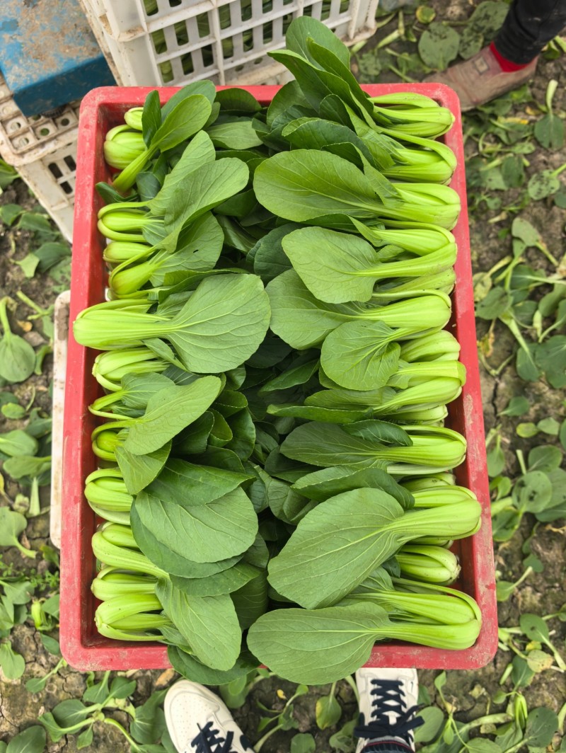 精品油菜，上海青，产地直发，大量上市中，价格优惠