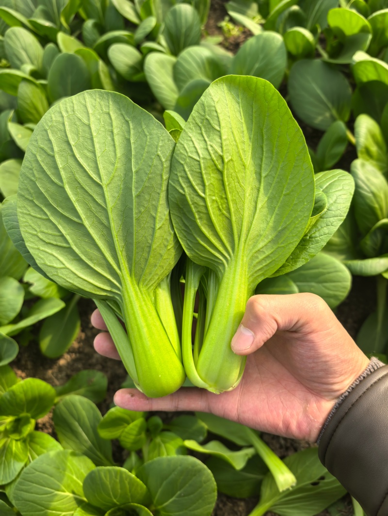 精品油菜，上海青，产地直发，大量上市中，价格优惠