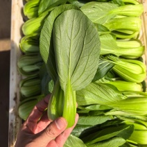 精品油菜，上海青，产地直发，大量上市中，价格优惠