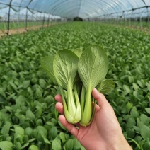【精选】太和精品油菜，上海青，基地直供，全国发货，常年供