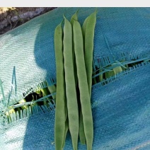 精品芸豆莘县接货，无丝扁豆四季豆白不老量大产地直发