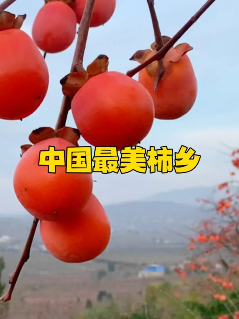 富平柿饼