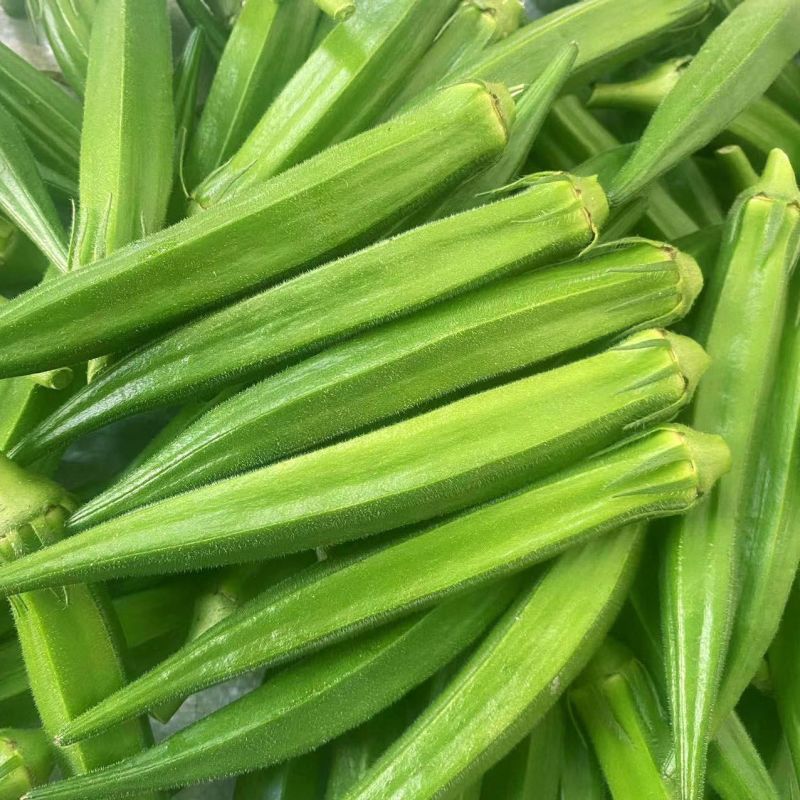 盛峰一号水果黄秋葵种子早熟杂交高产耐老化坐果力强秋葵籽