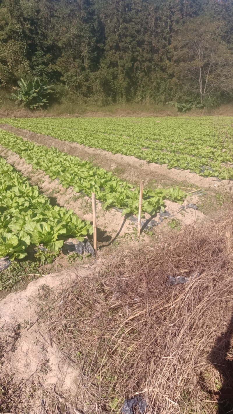 精品包心芥菜产地直供大量有货质量保证一手货源全国发货