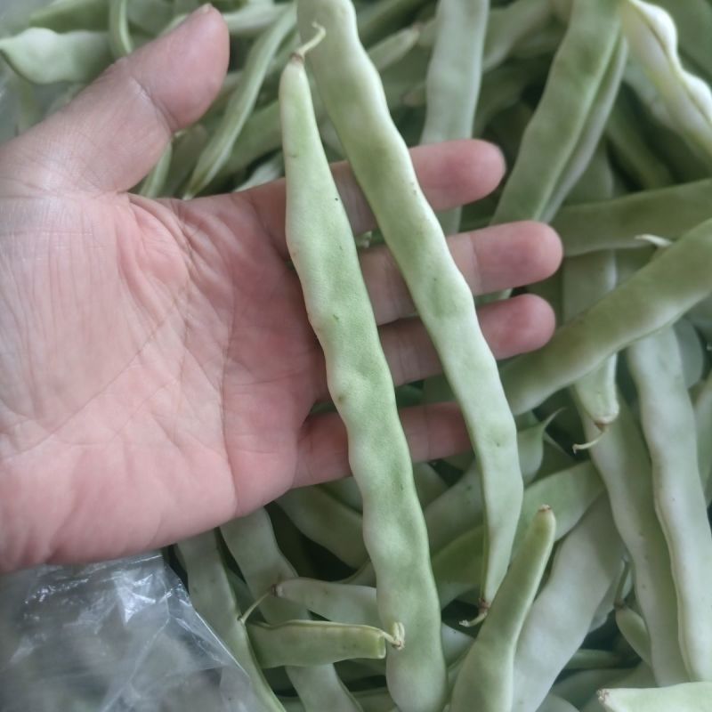德豇白莲303架豆种子芸豆梅豆角种子农家大田用种春秋