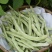 德豇白莲303架豆种子芸豆梅豆角种子农家大田用种春秋