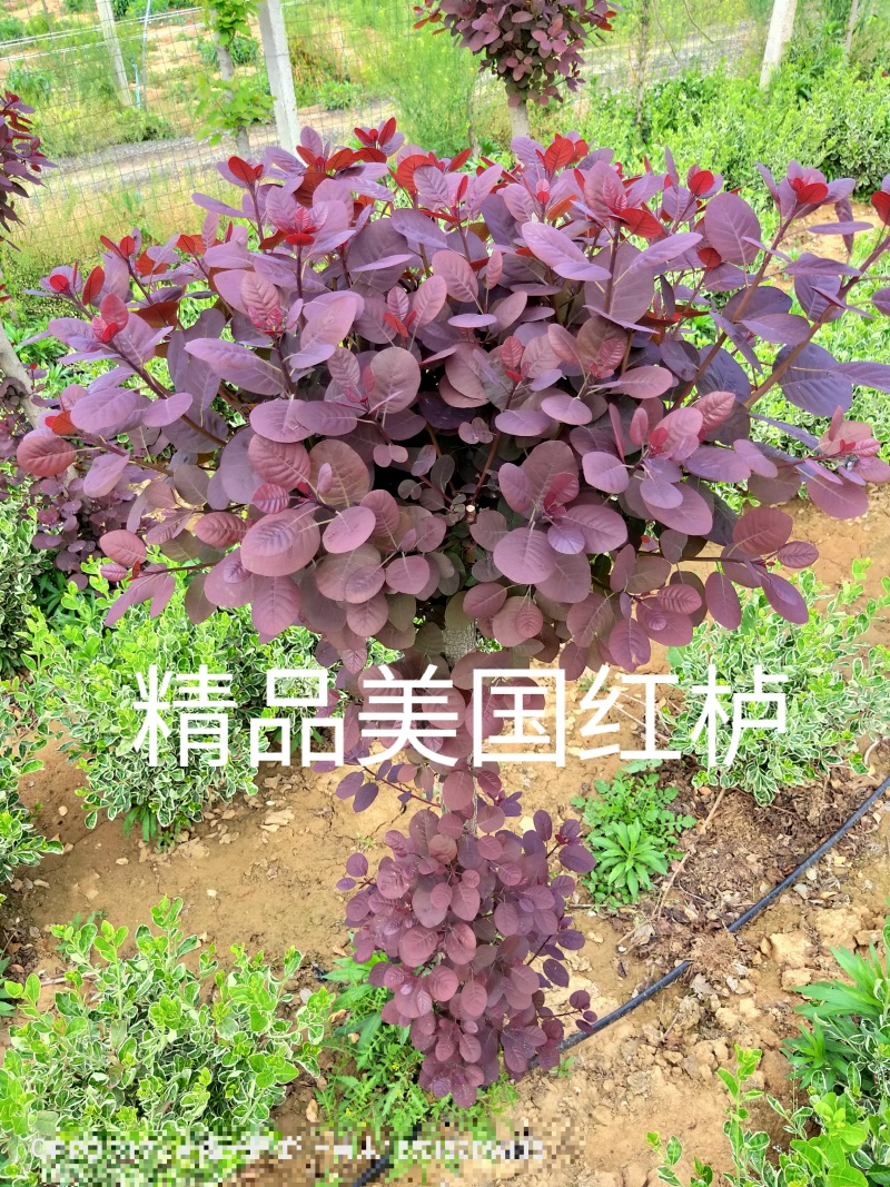 美国红栌红栌基地专业培育自产自销各种规格大小苗