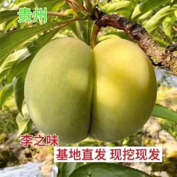 蜂糖李树苗，改良品种，三年苗,挂果苗，早熟品种，产量高。