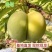 蜂糖李树苗，改良品种，三年苗,挂果苗，早熟品种，产量高。