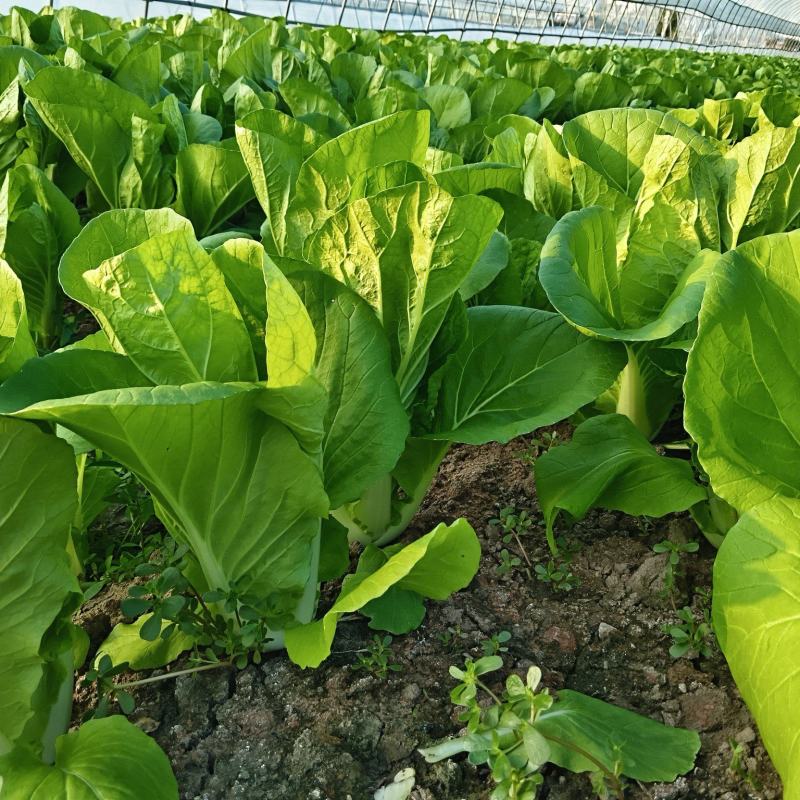 杭白菜，供各个方面